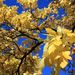 20081012_royalbotanicgardenskew_271